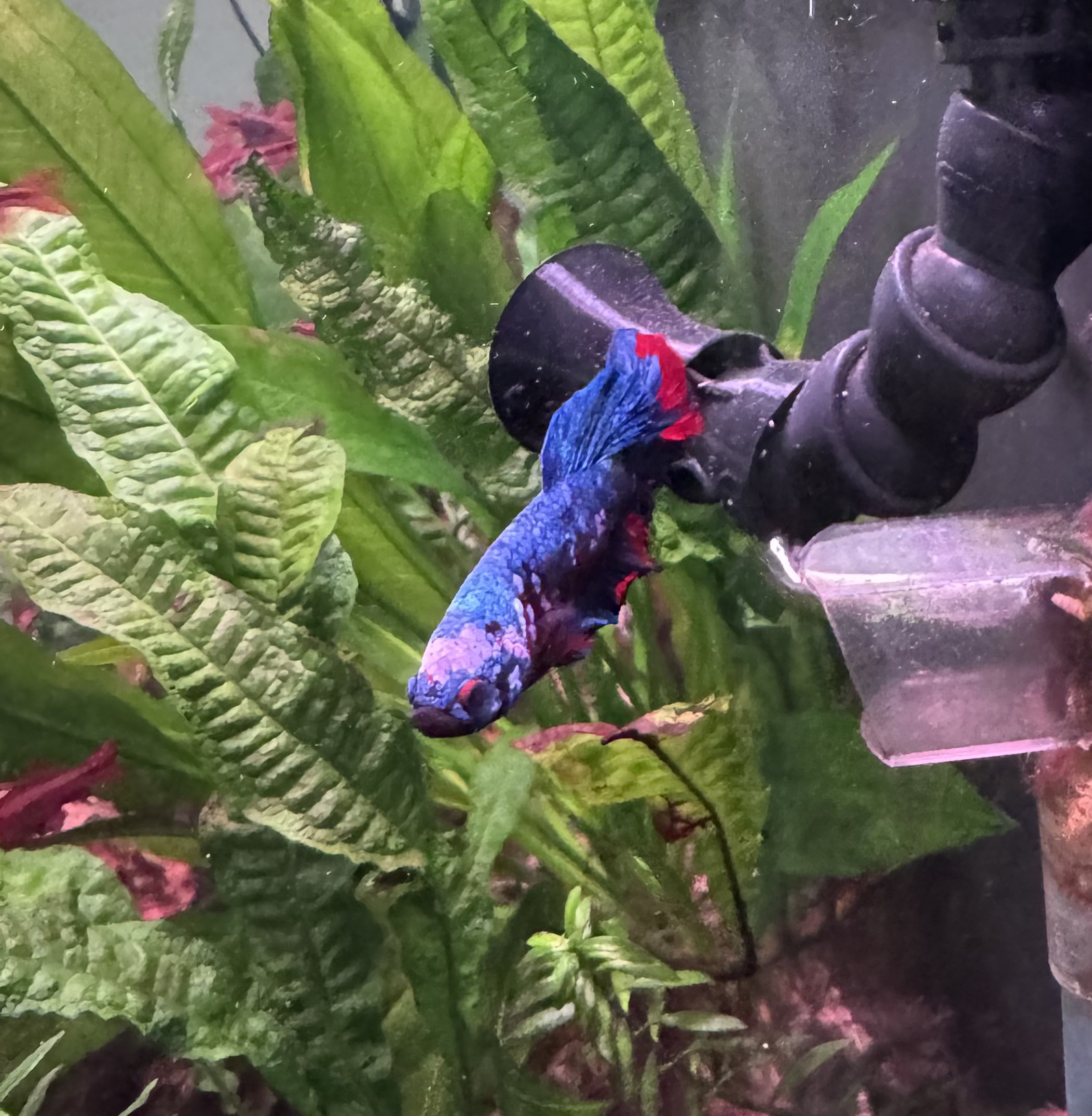 Betta resting near a random flow nozzle in a planted tank