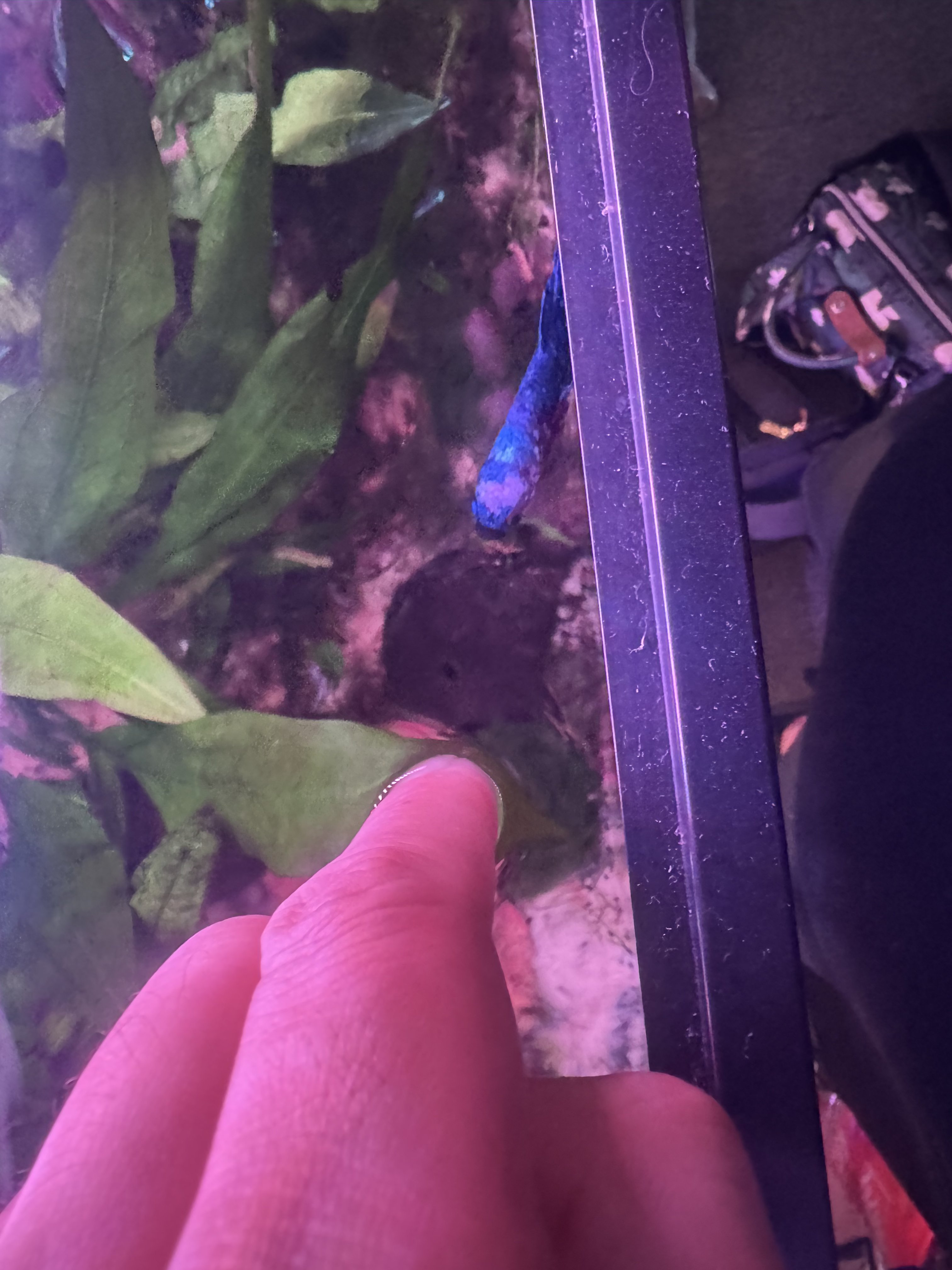 Betta meeting a visitor's finger at the glass.