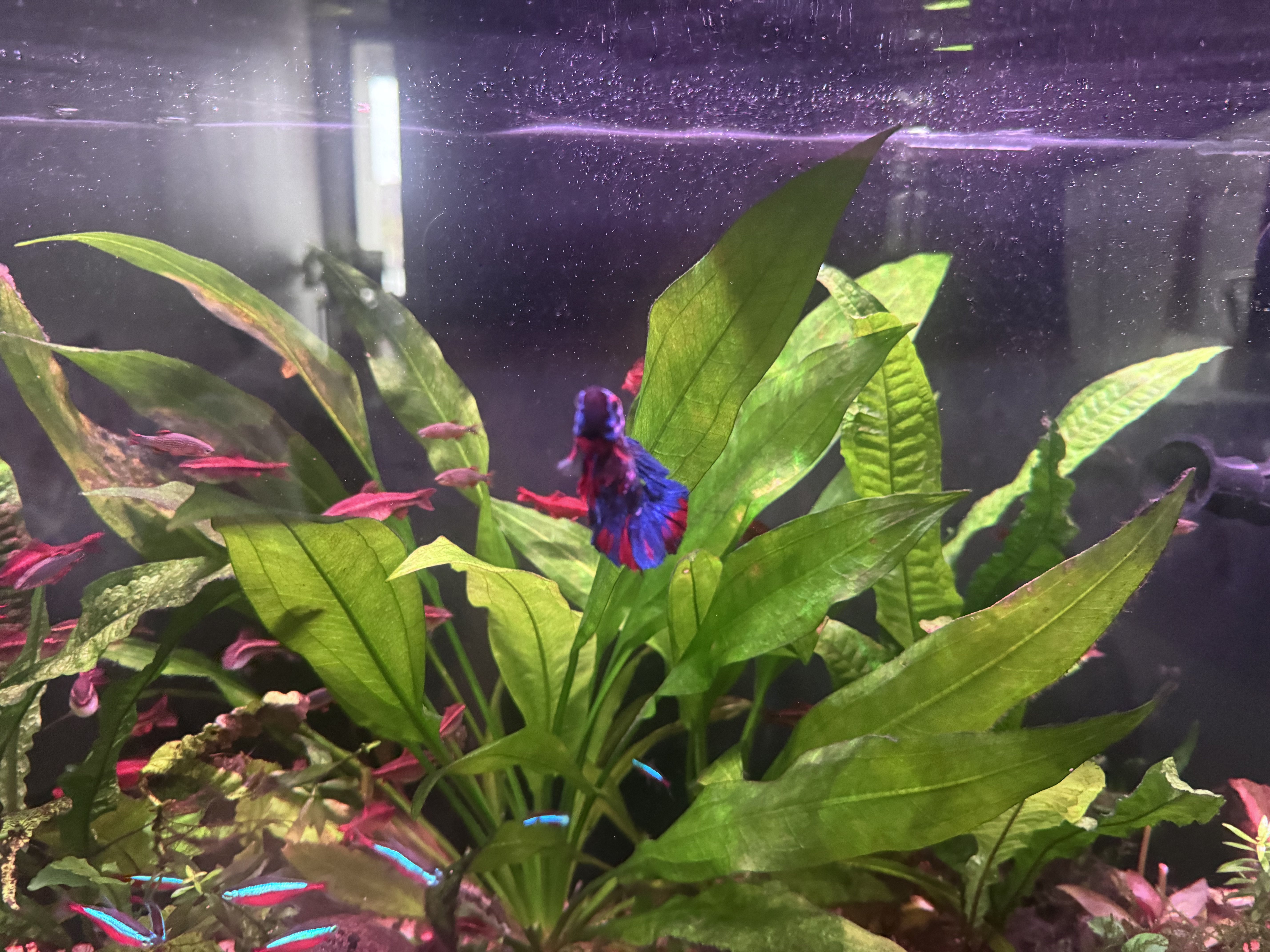Betta swimming among neon tetras in a planted community.