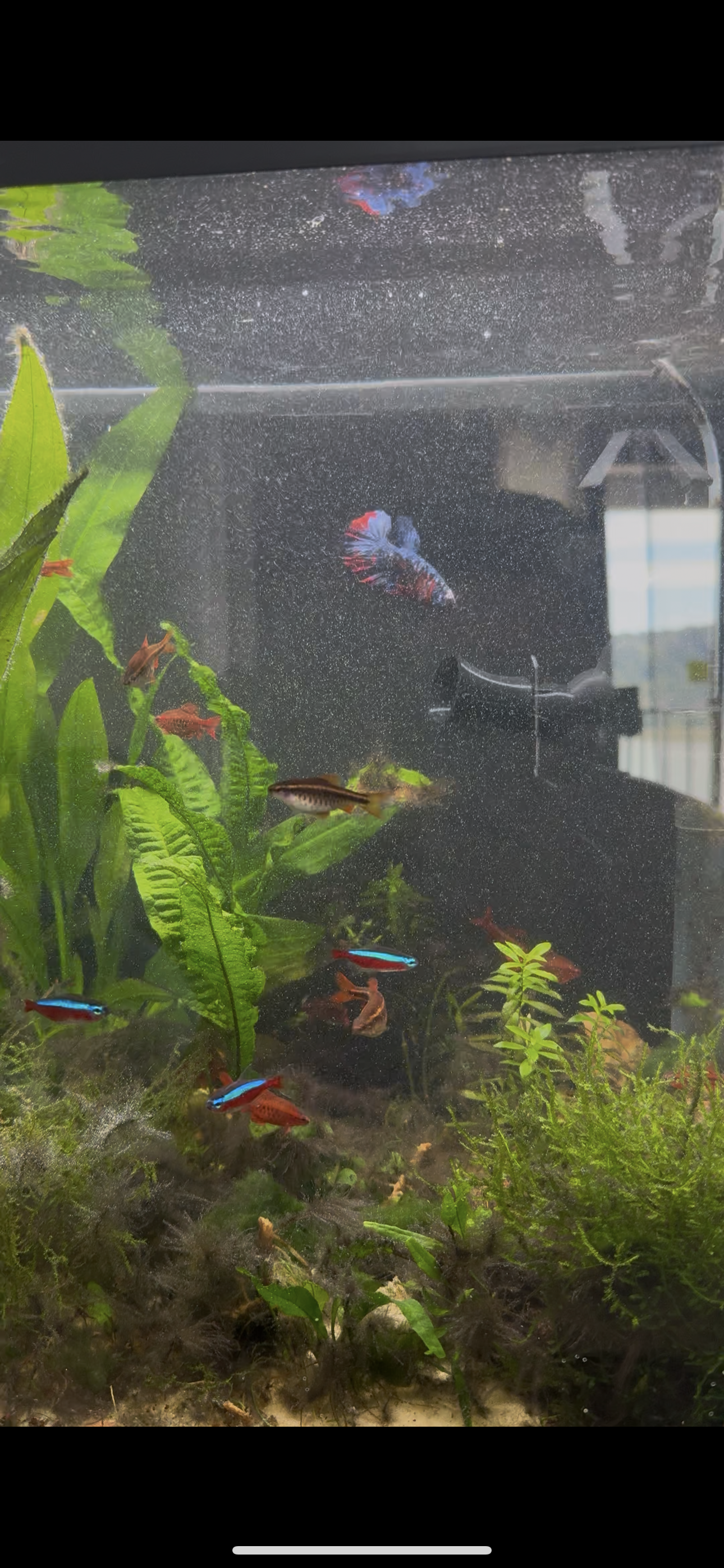 Top-down view of a betta under floating plants.
