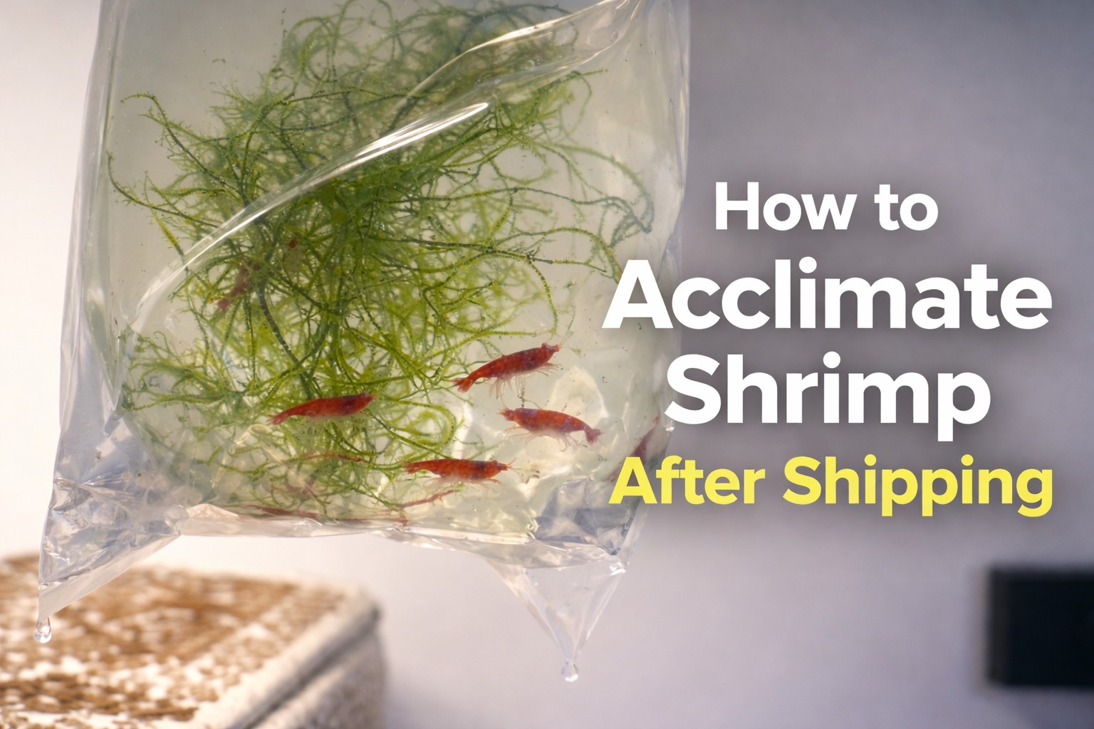 Shrimp shipping bag acclimating indoors during winter.