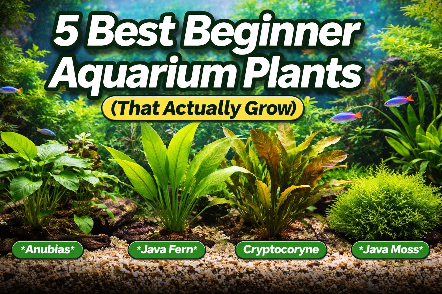 Beginner aquarium plants including Anubias and Java Fern