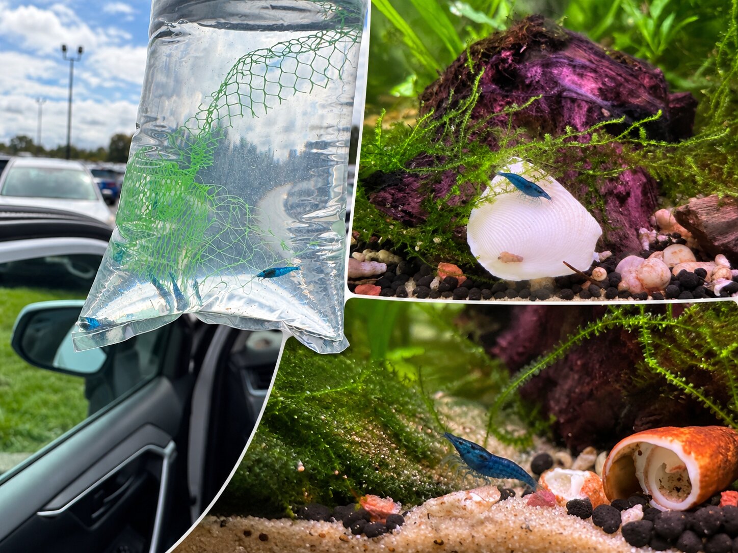 Blue Diamond shrimp in a travel bag and exploring a planted aquarium