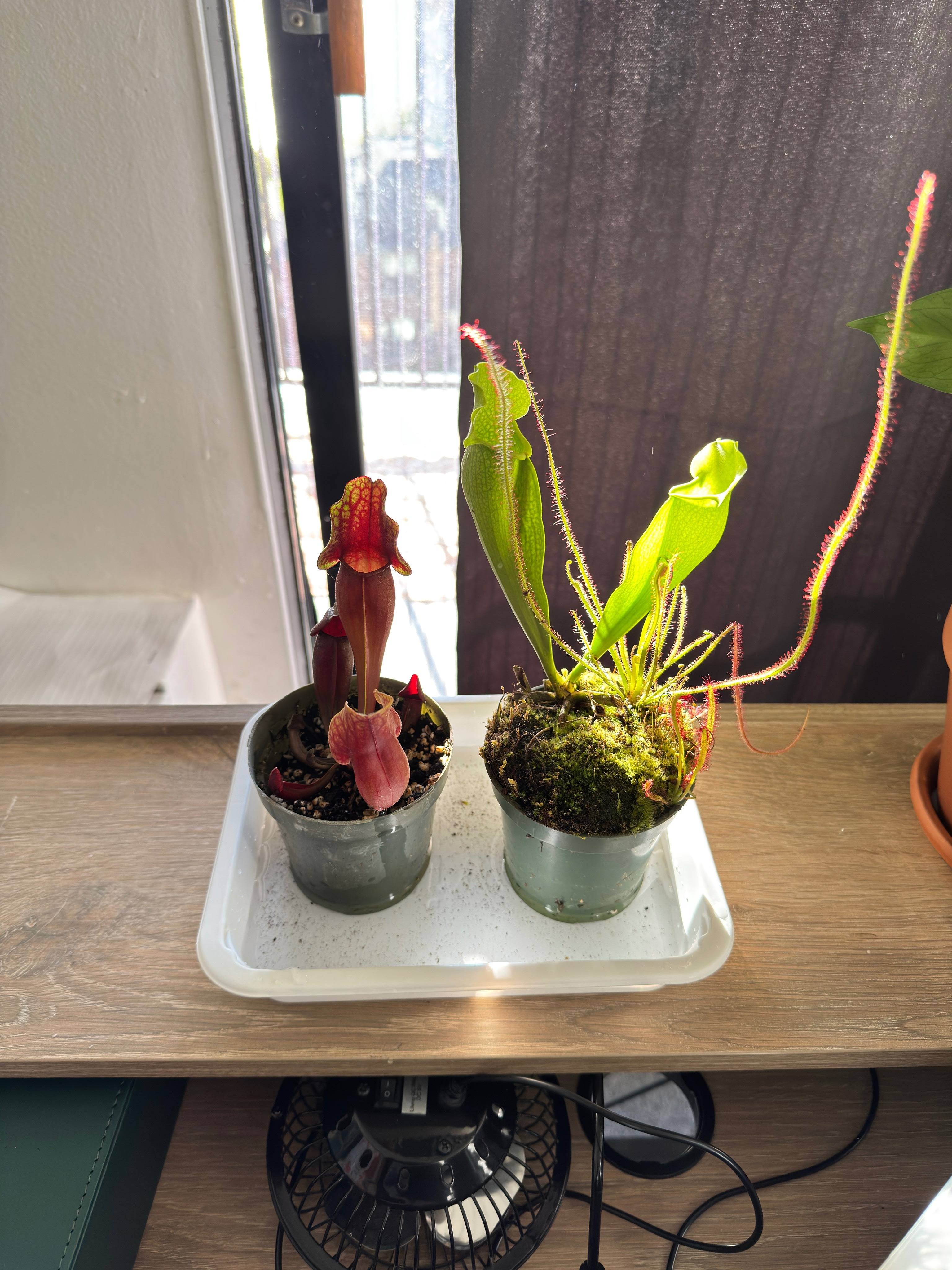 Carnivorous plants on display at Fritz Plant Fest 2026