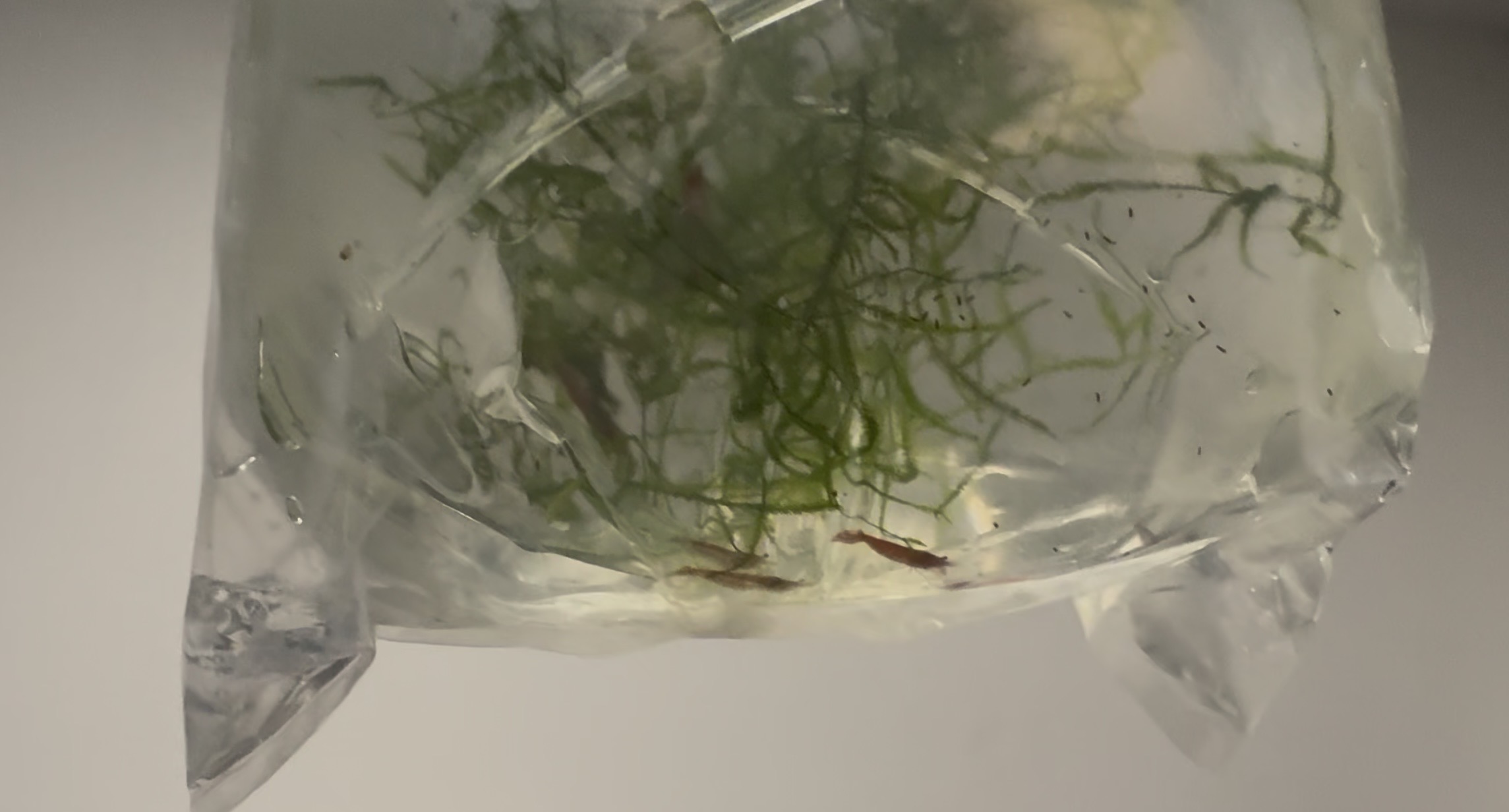 Cherry shrimp in a shipping bag during acclimation.