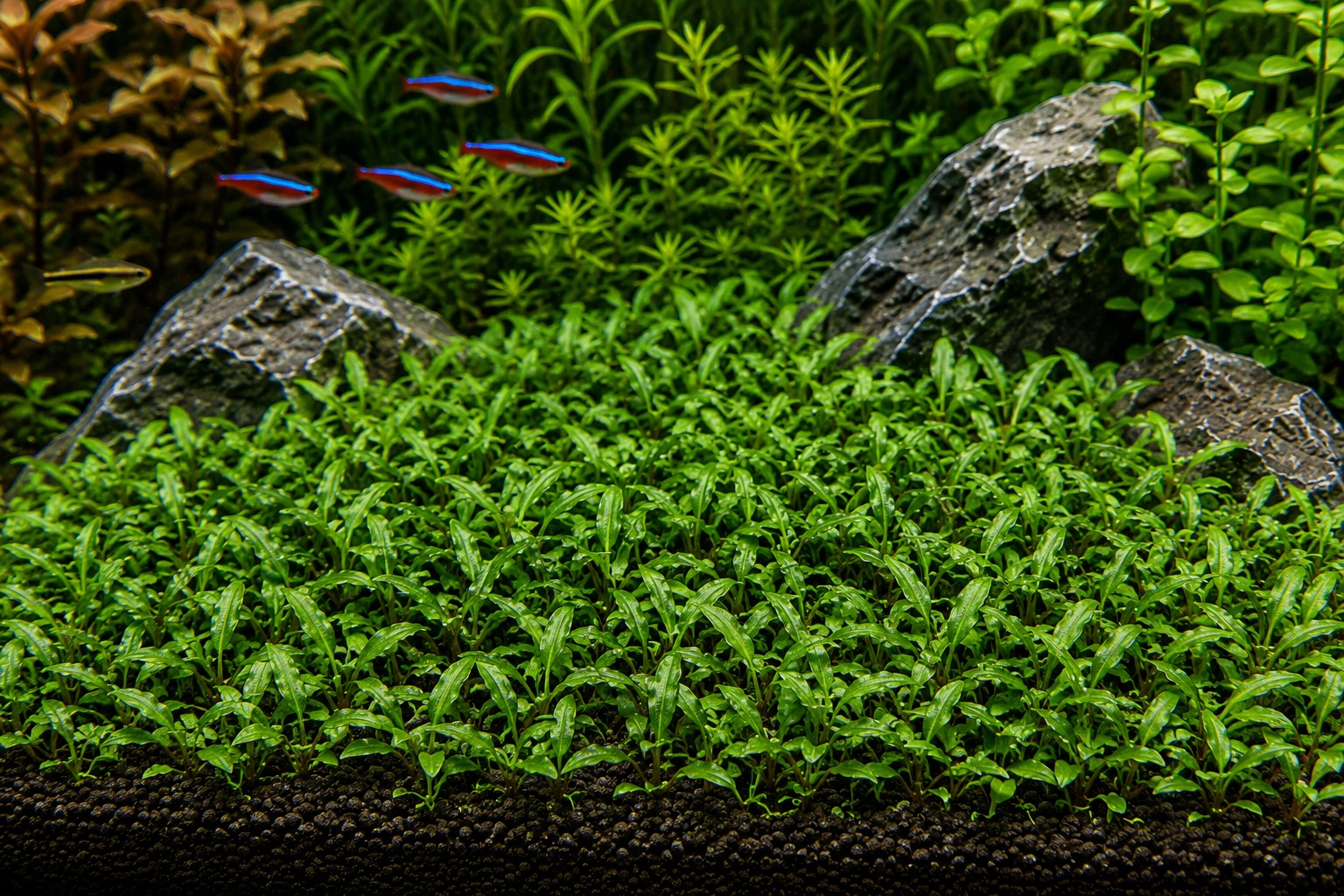 Cryptocoryne parva creating compact foreground cover in a planted aquarium