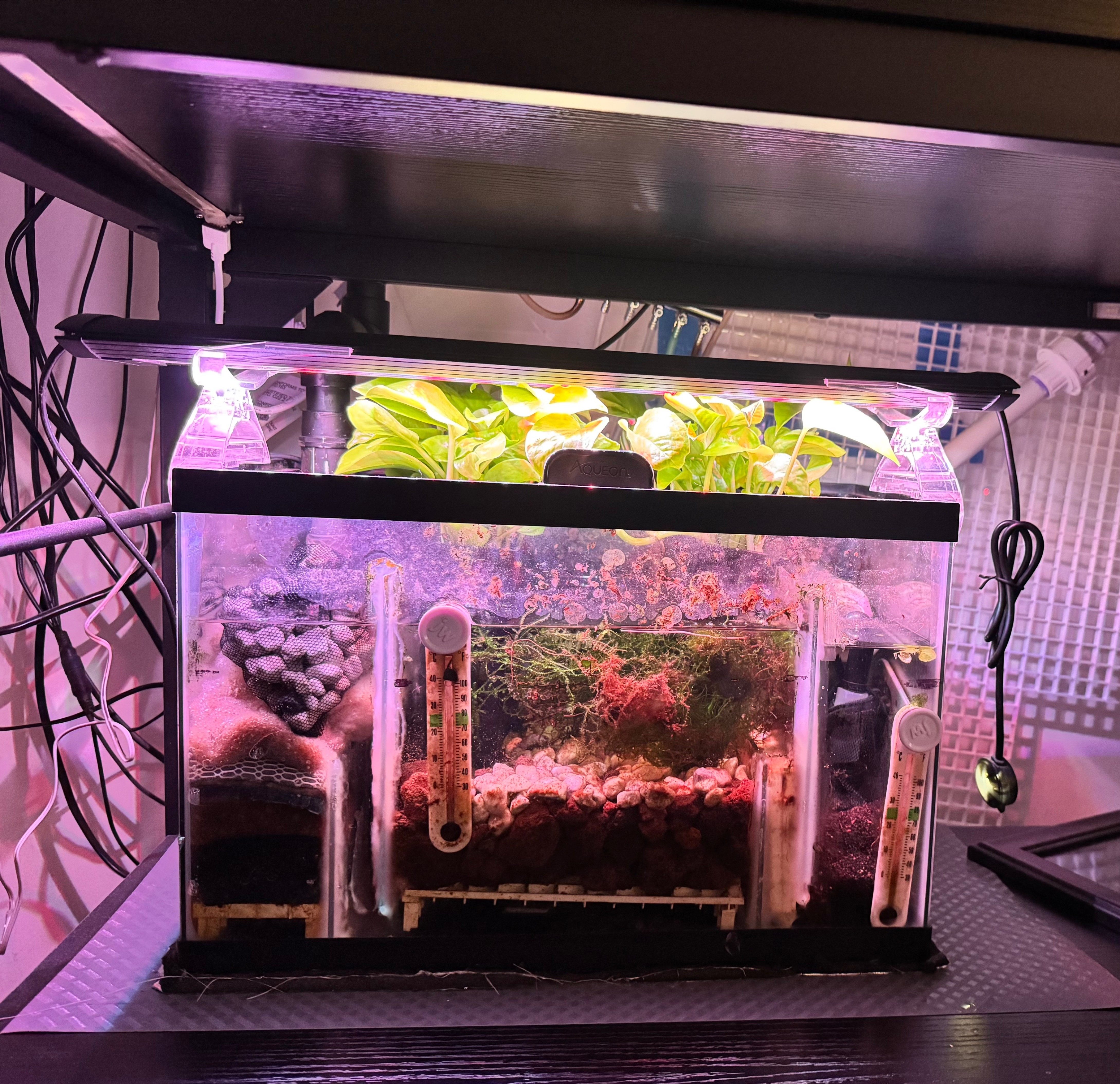DIY freshwater sump and refugium setup beneath a 29-gallon aquarium