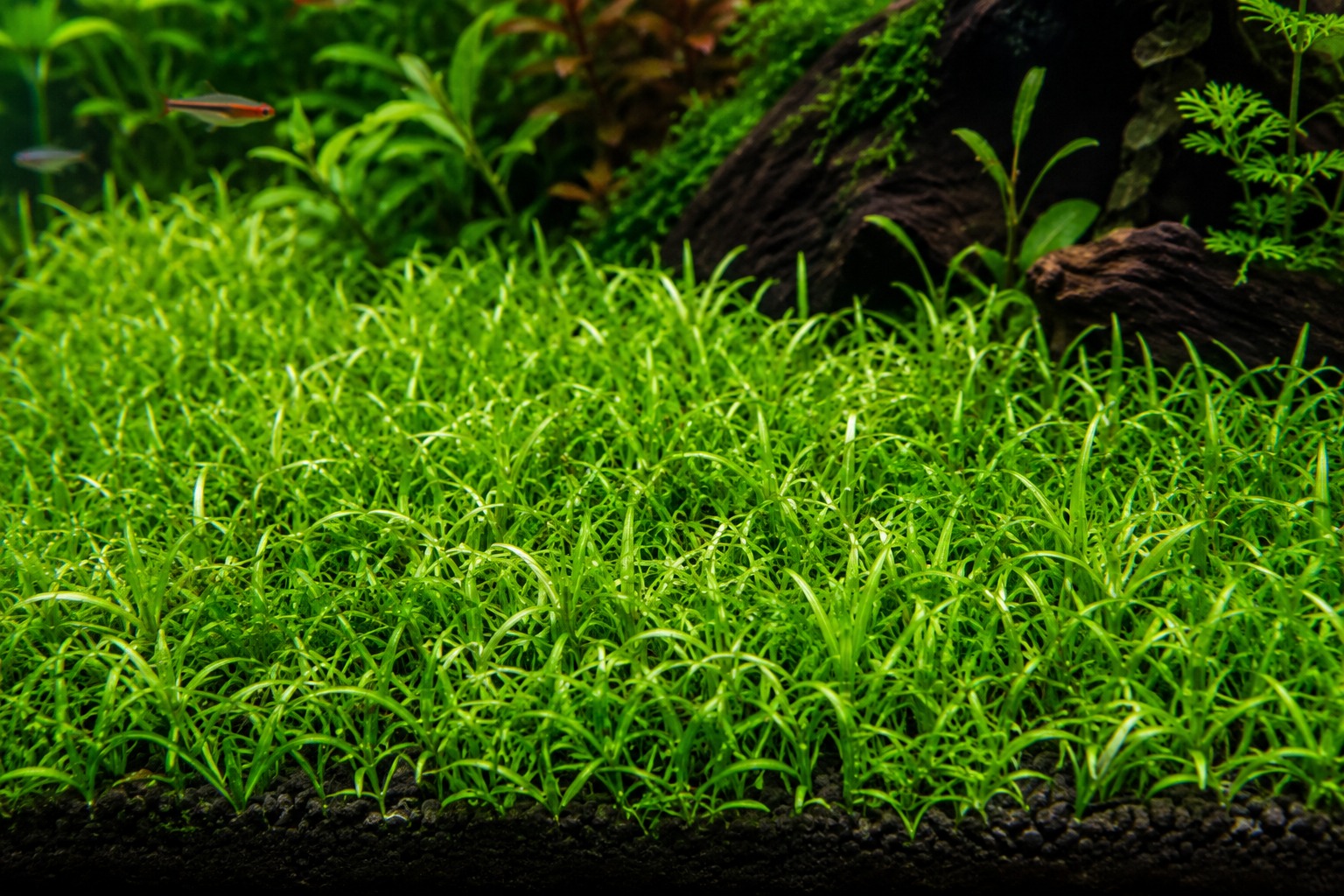 Dwarf Sagittaria forming a low-tech aquarium foreground carpet