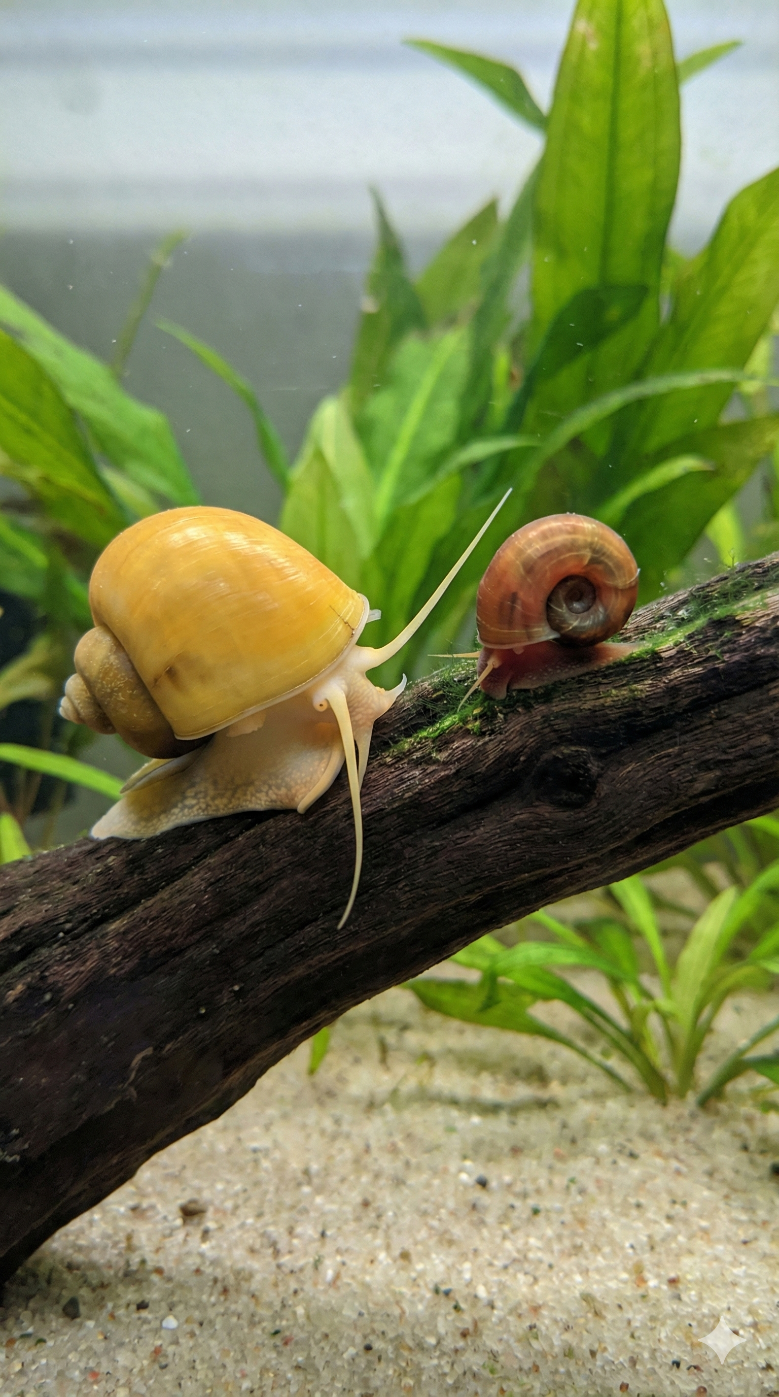 Freshwater aquarium clean-up crew snails grazing driftwood