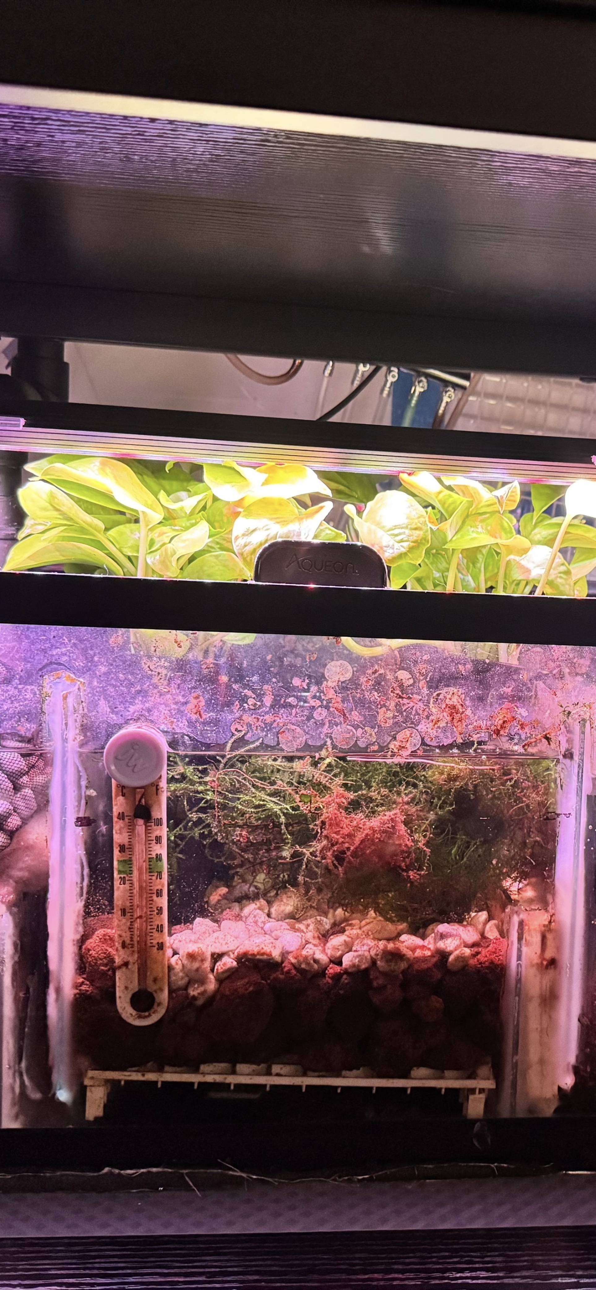 Freshwater sump refugium with pothos and moss for nutrient control
