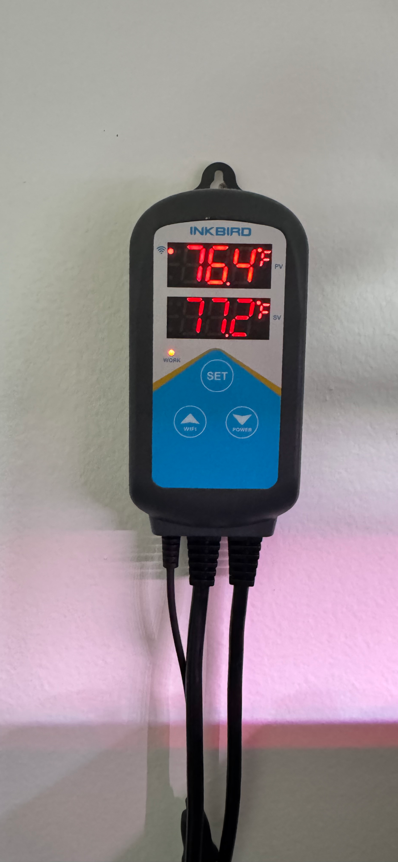 Inkbird ITC-306A dual-probe display showing current and set temperature.