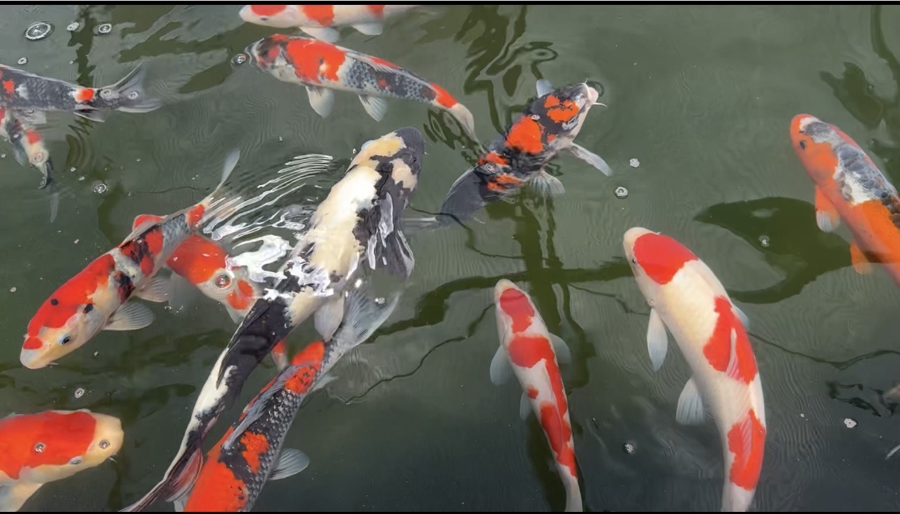 Large koi swimming in display ponds during Fritz Plant Fest 2026
