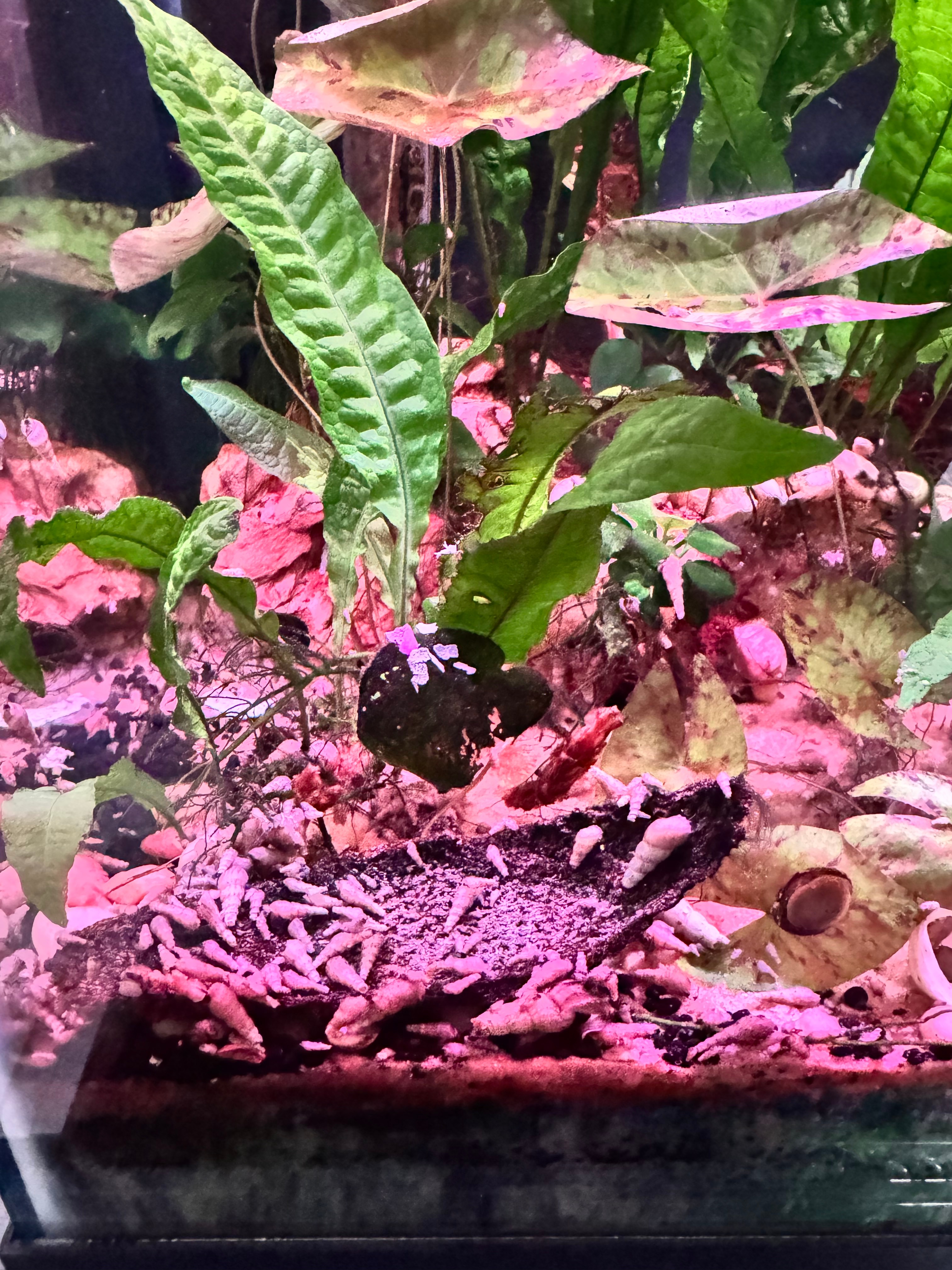 Malaysian trumpet snails burrowing through substrate to mix sand layers