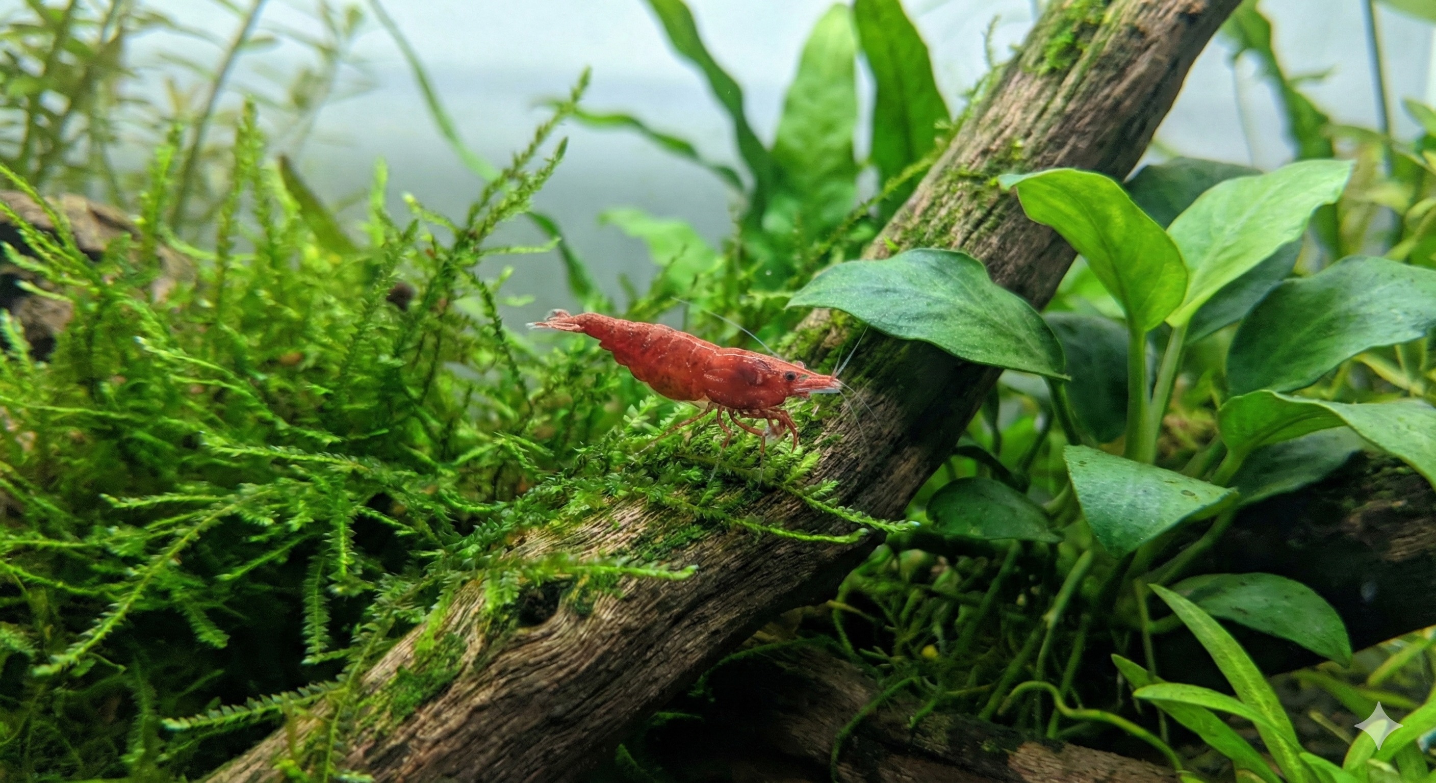 Neocaridina shrimp care guide showing cherry shrimp in planted aquarium