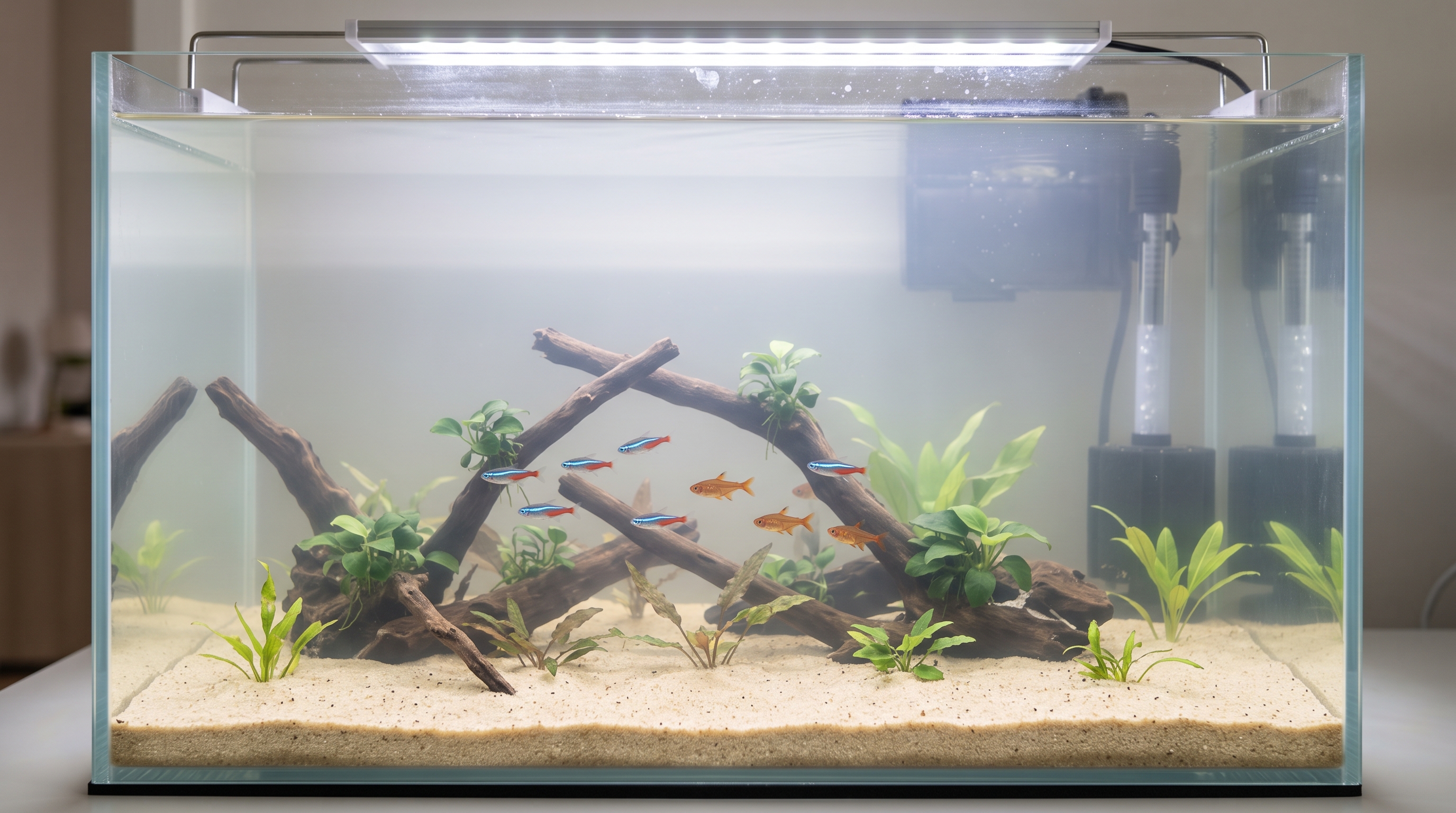 New aquarium setup showing an early bacterial bloom
