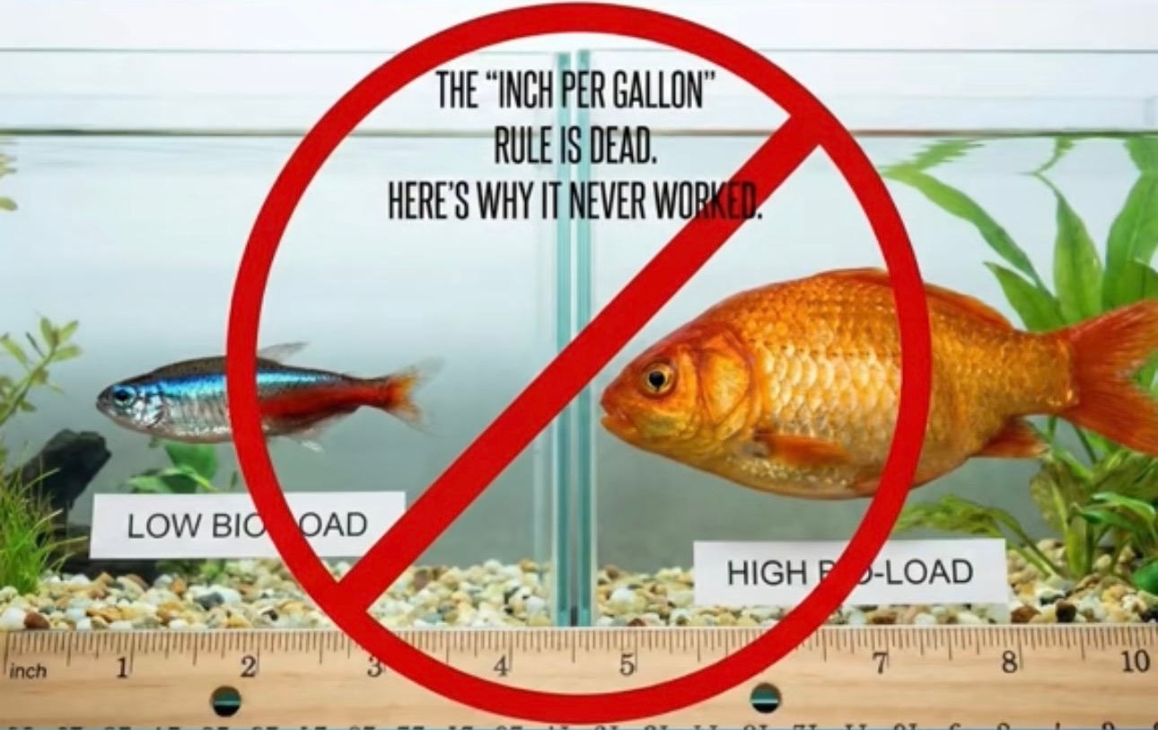 Small aquarium illustrating the limitations behind the one inch per gallon stocking myth.
