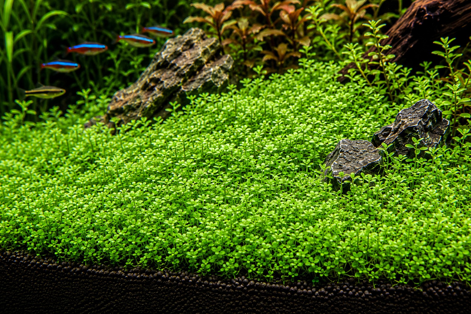 Pearl Weed trimmed into dense foreground cover in a low-tech aquarium