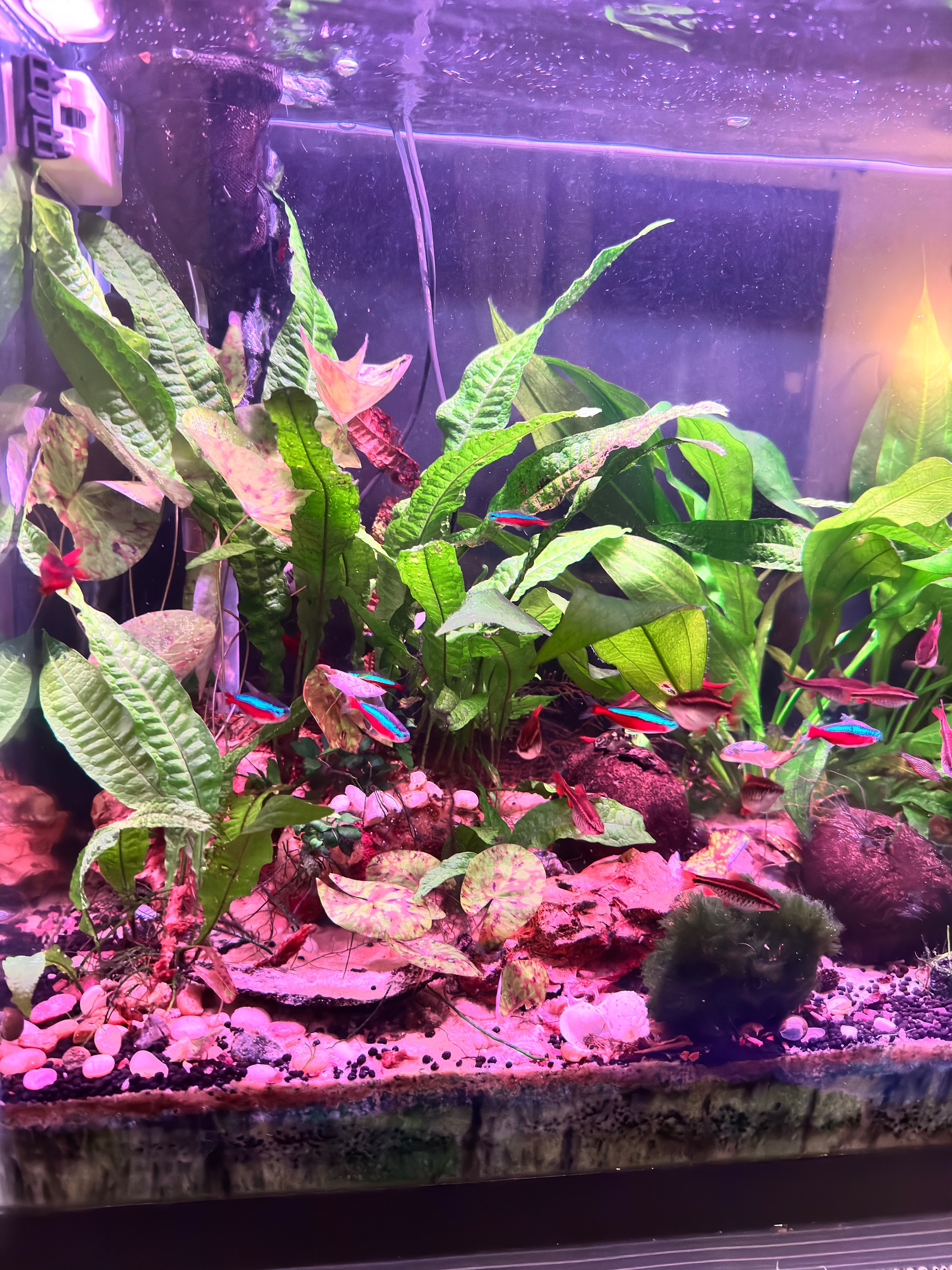 Overall plant health and system performance in the observed undergravel filter case study