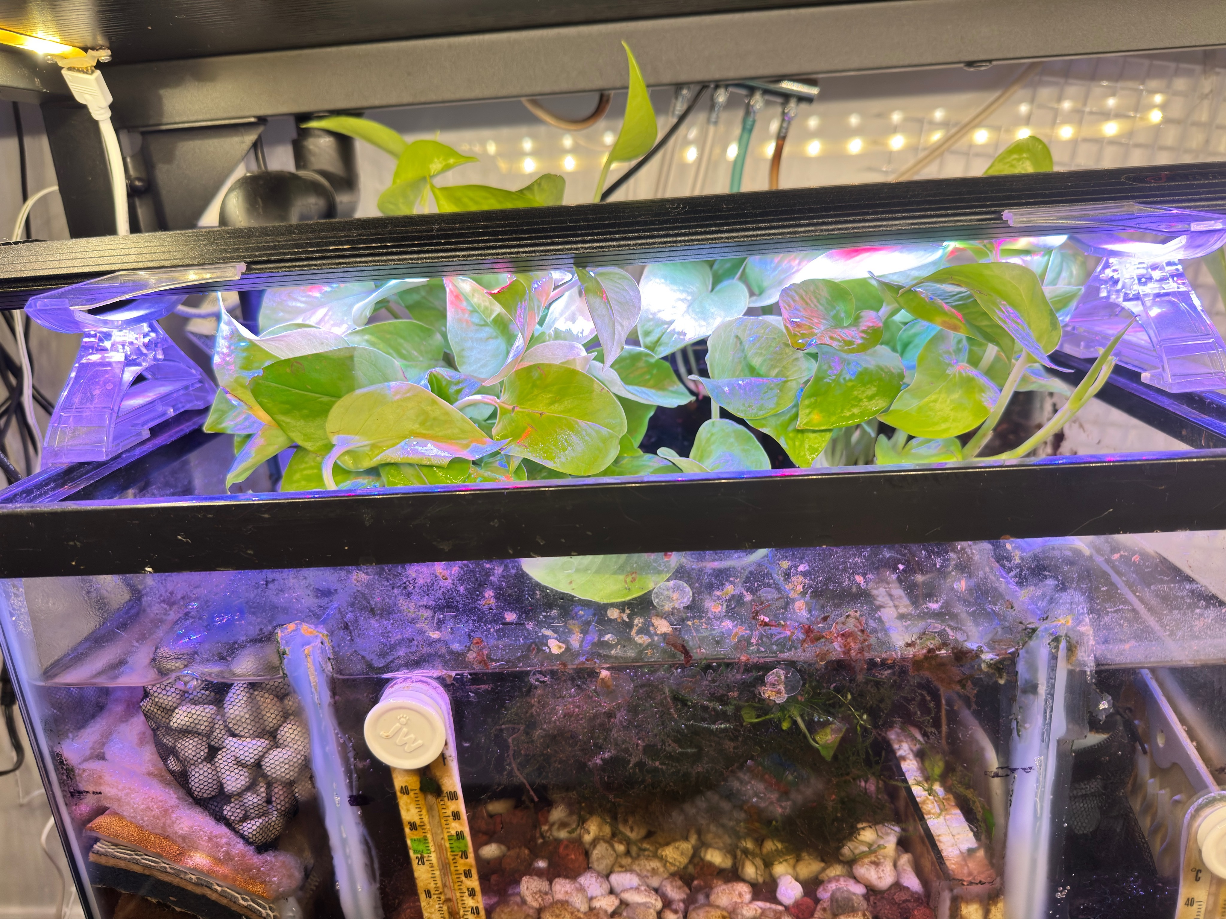 Pothos aquarium nitrate scrubber diy sump