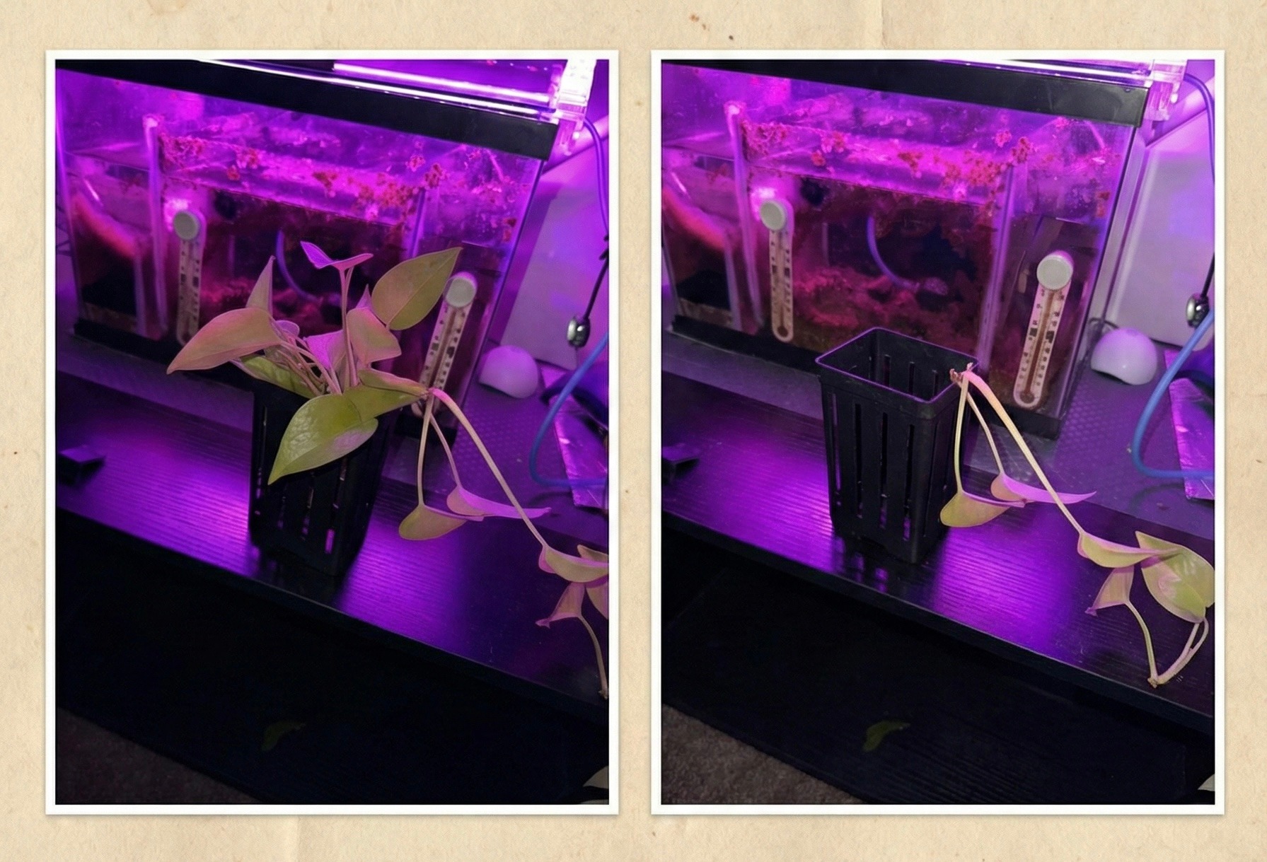 Pothos aquarium planter before after nitrate scrubber