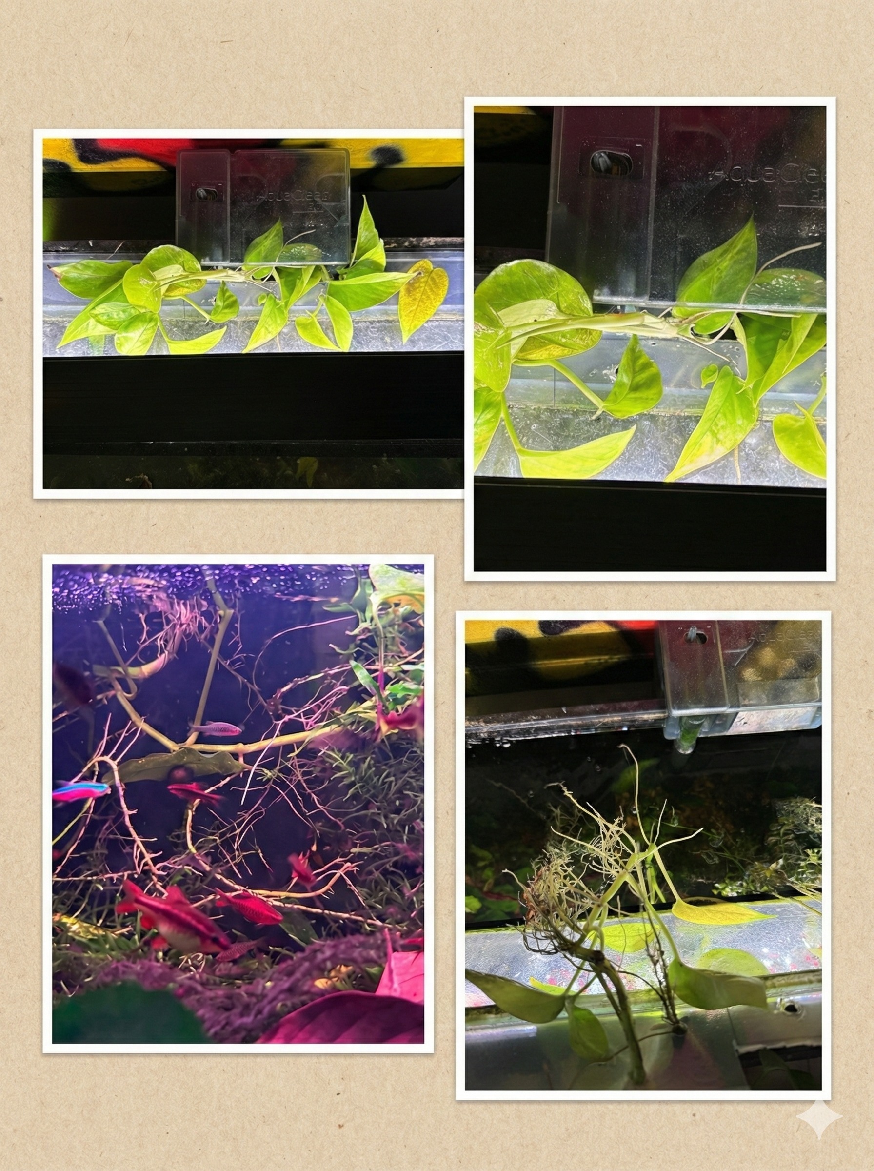 Pothos aquarium root growth nitrate export collage