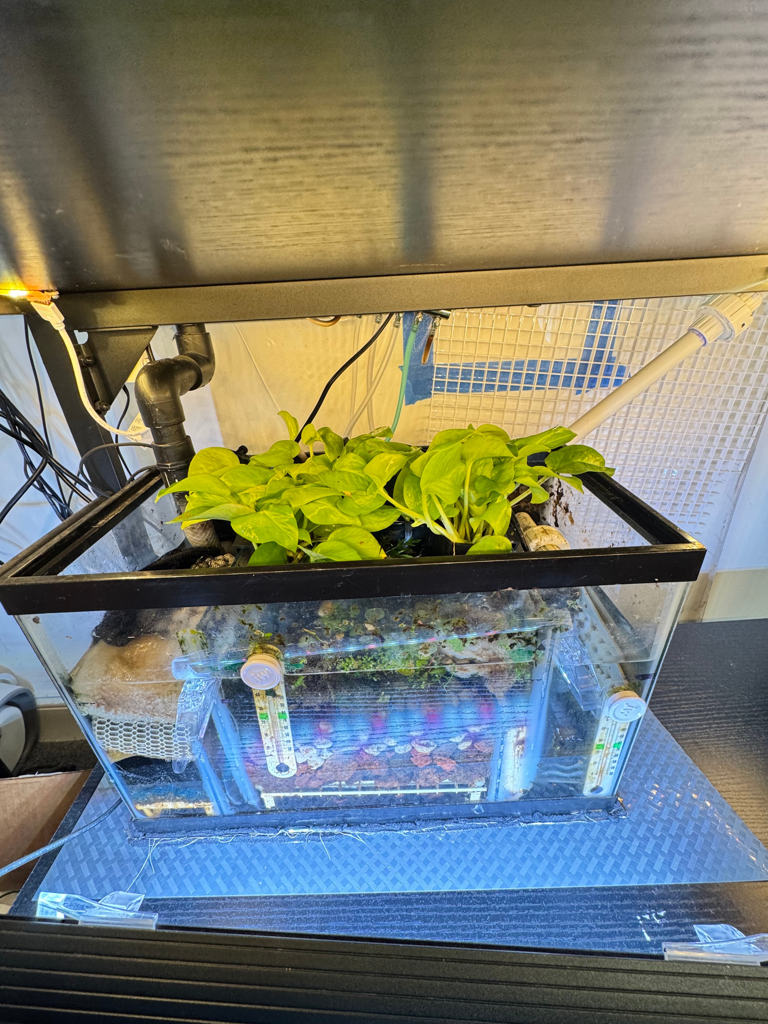 Pothos sump nitrate scrubber freshwater aquarium