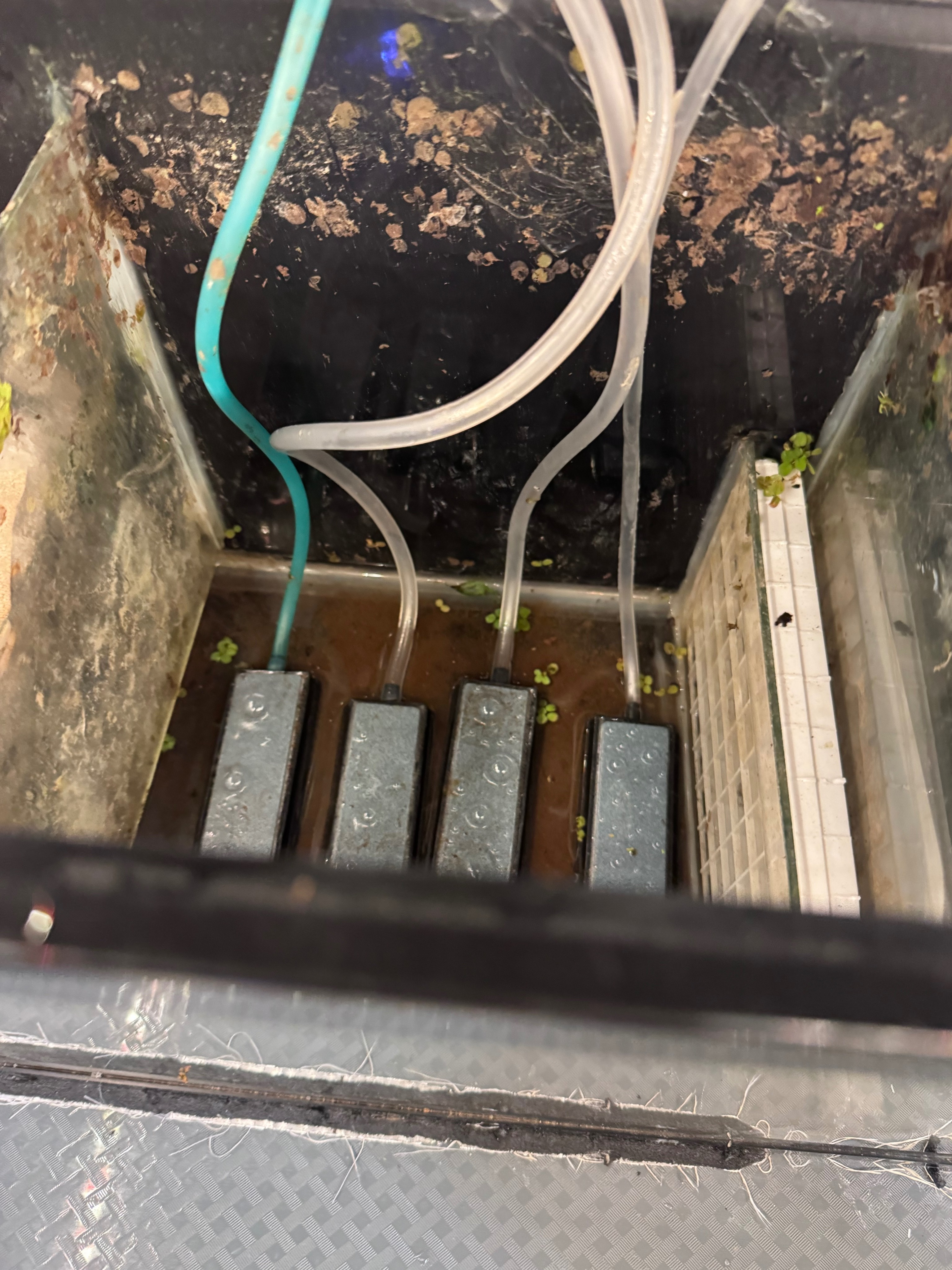 Reverse undergravel refugium using air stones to push water upward through lava rock and biomedia