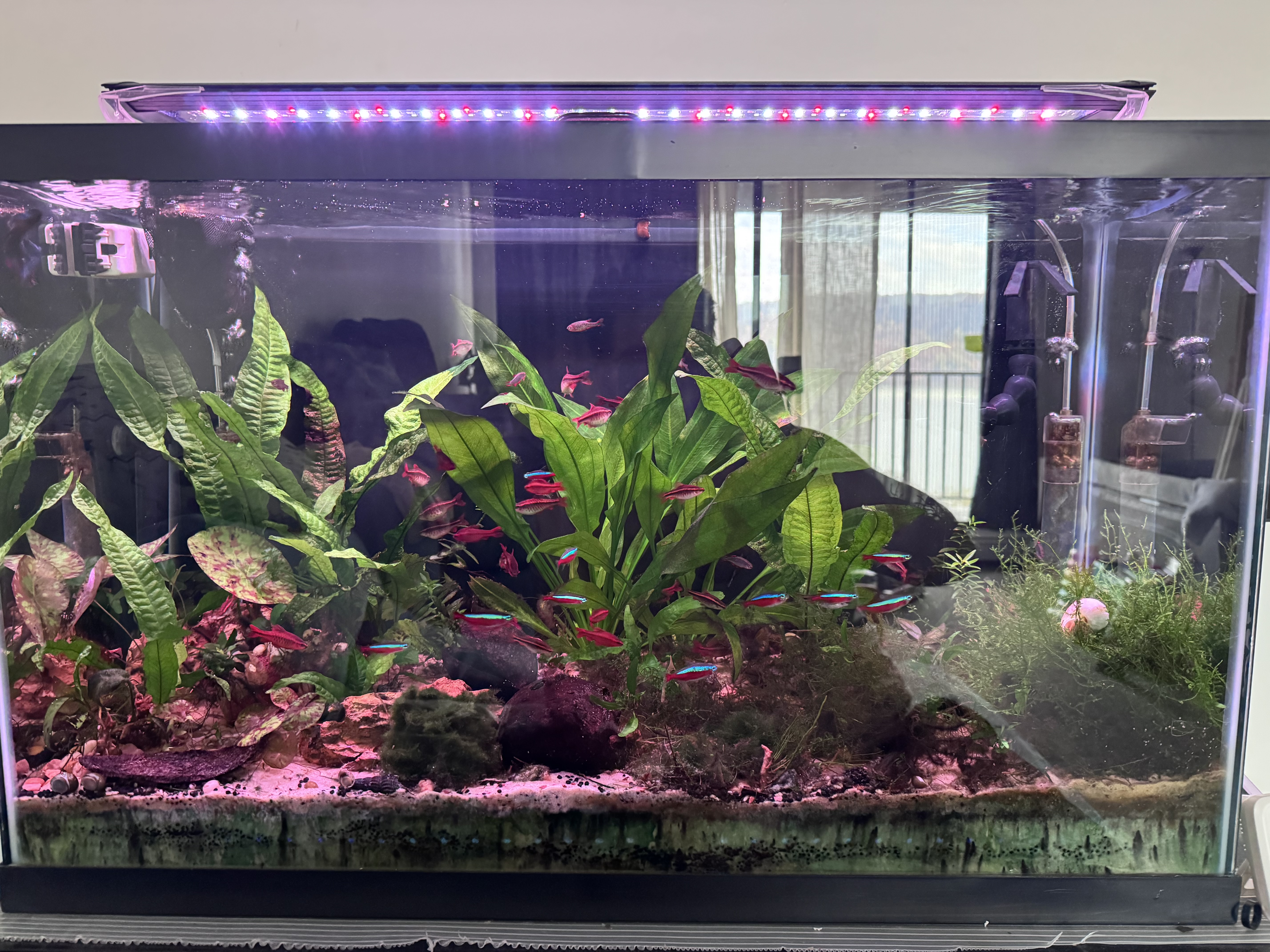 Thriving aquarium with clear water showing proper filtration
