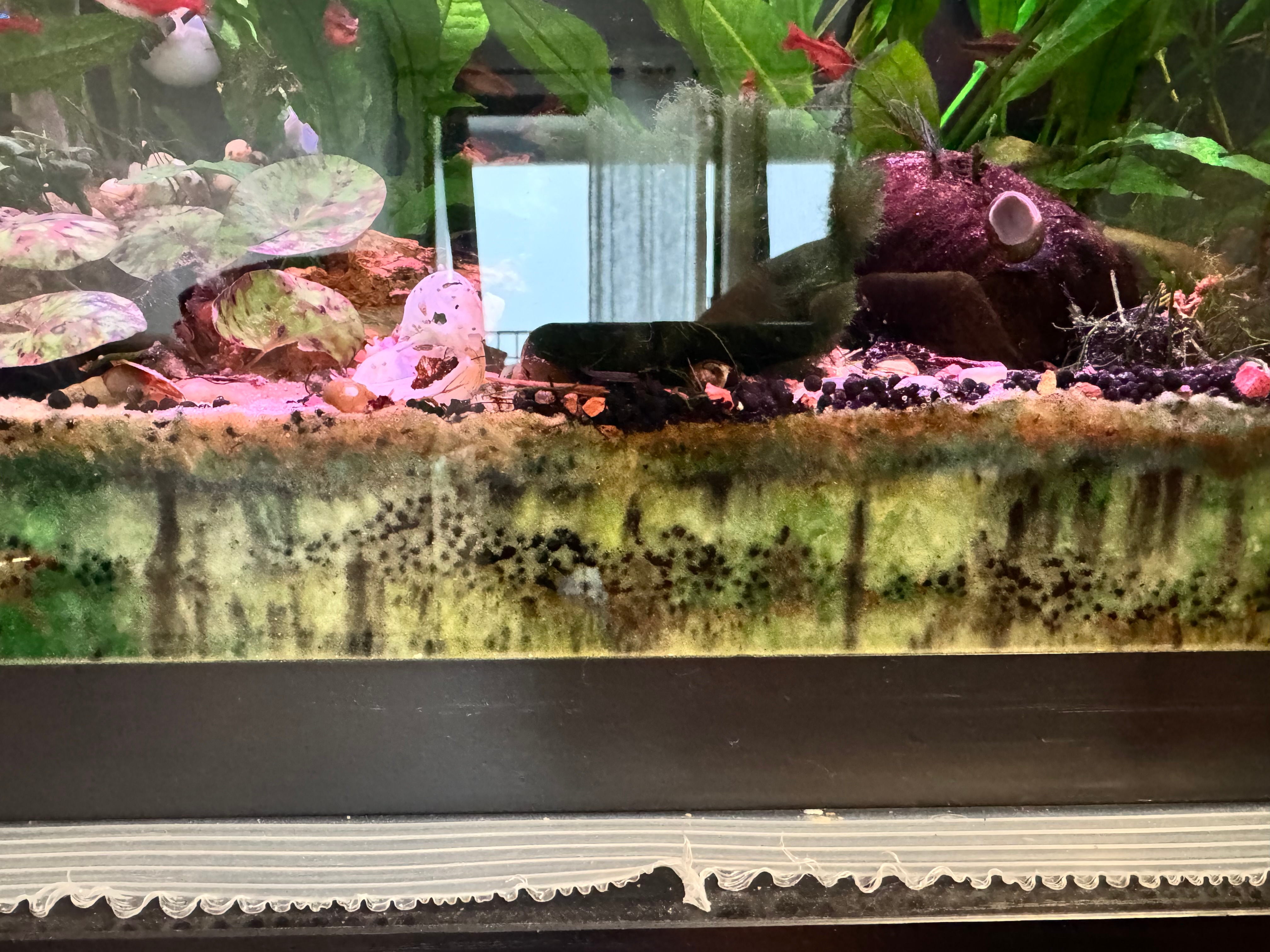 Nutrient flow paths moving downward through a sand cap