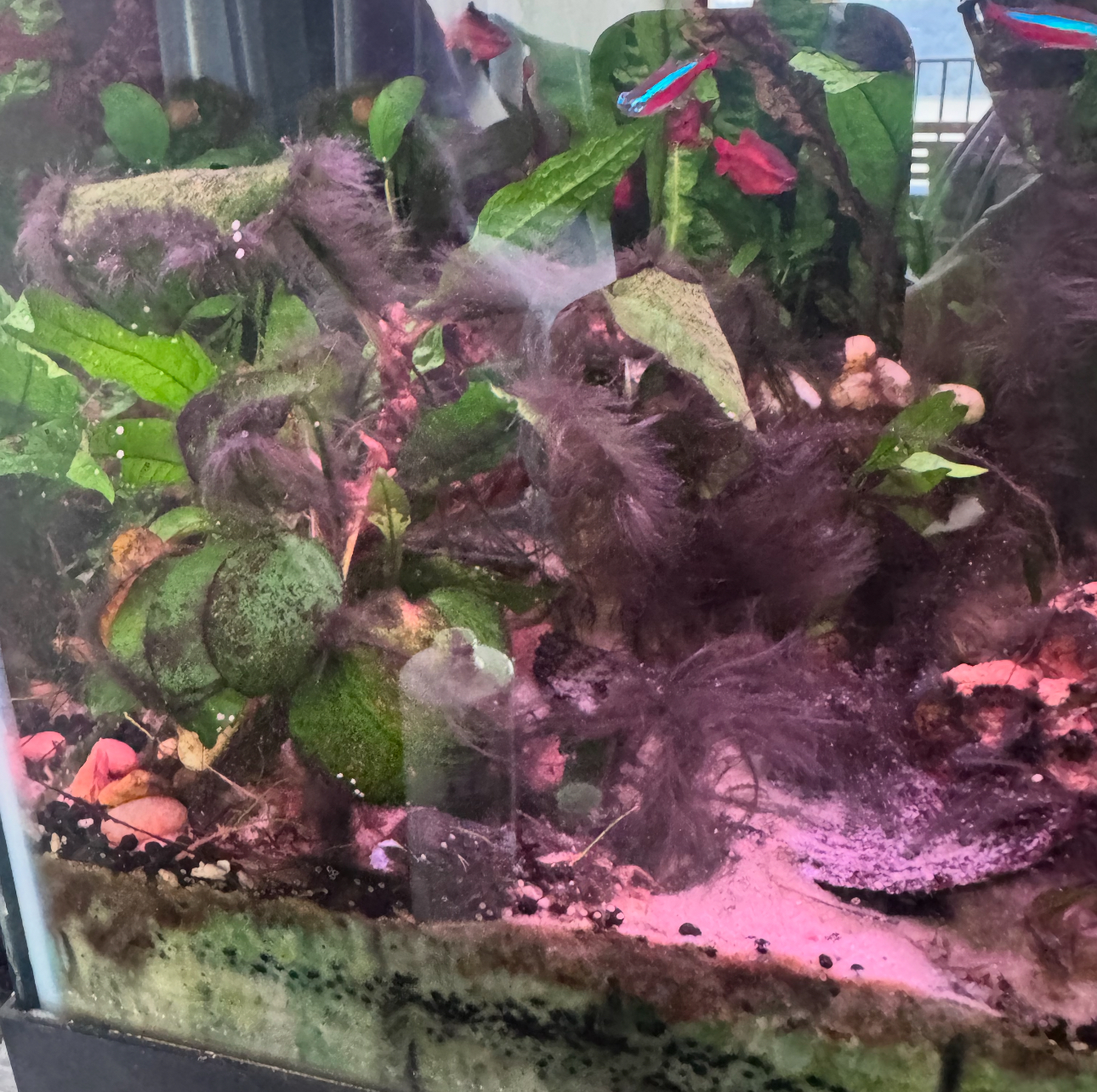 Black Beard Algae before treatment (full bloom)