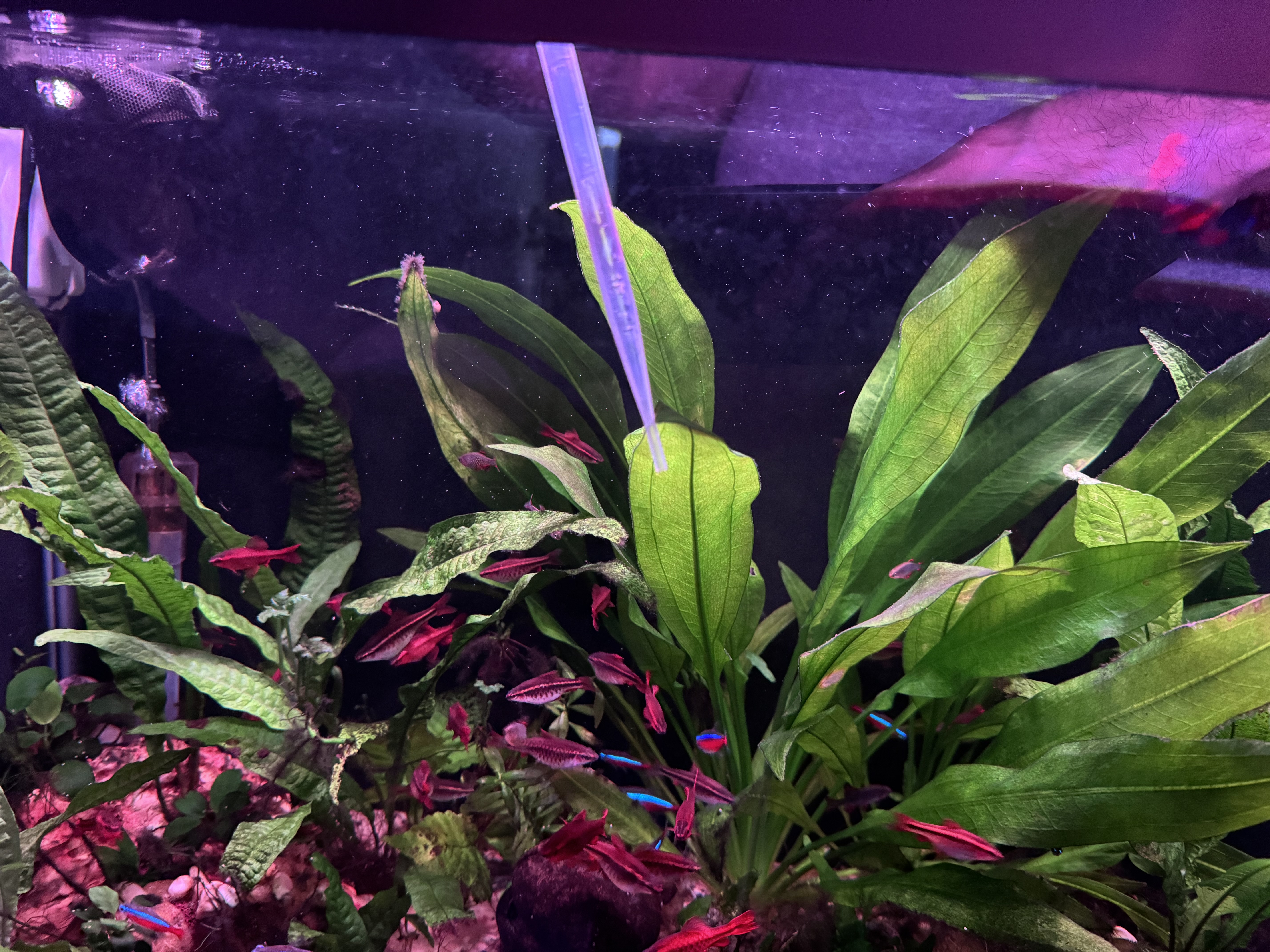 Aquarist spot applying Seachem Excel with a pipette to Black Beard Algae