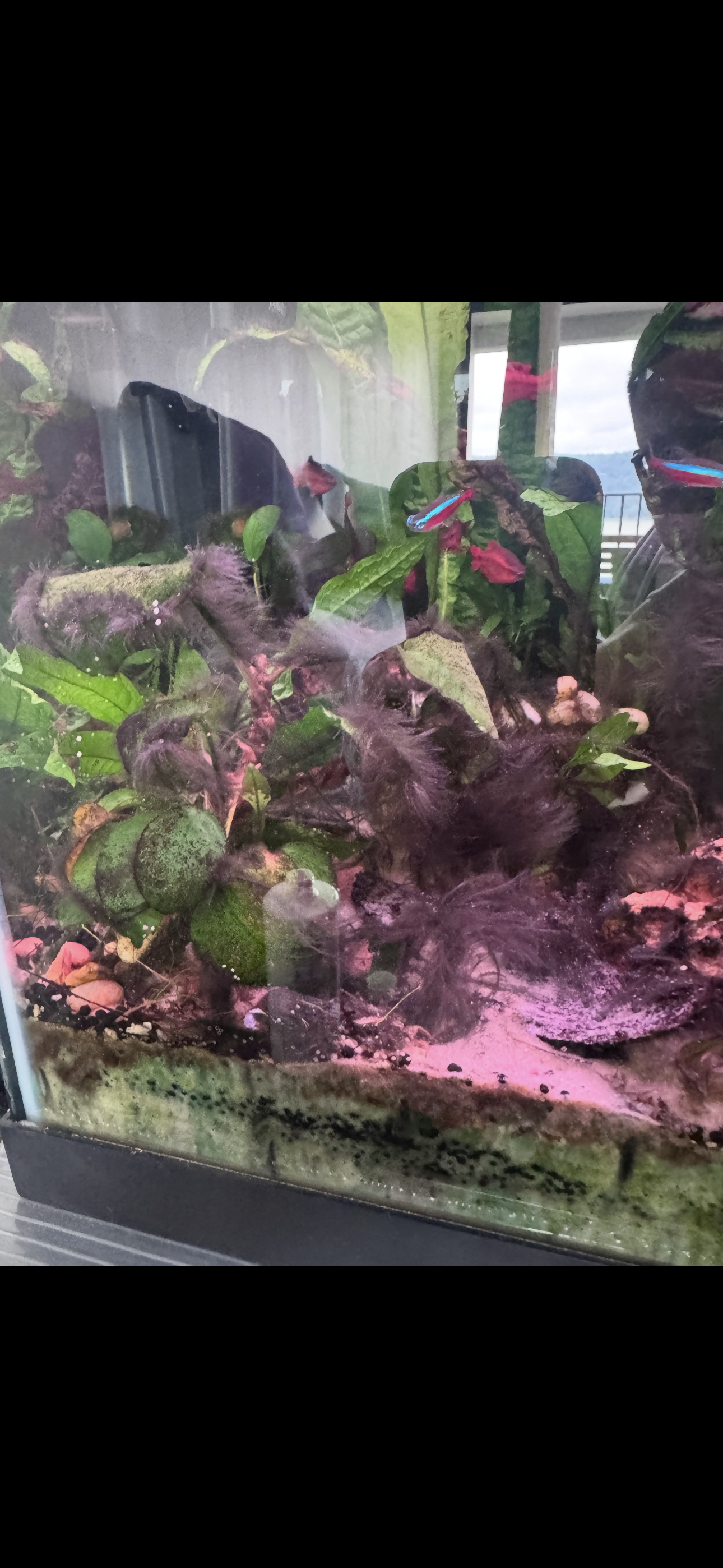 Before photo of planted aquarium with heavy Black Beard Algae growth