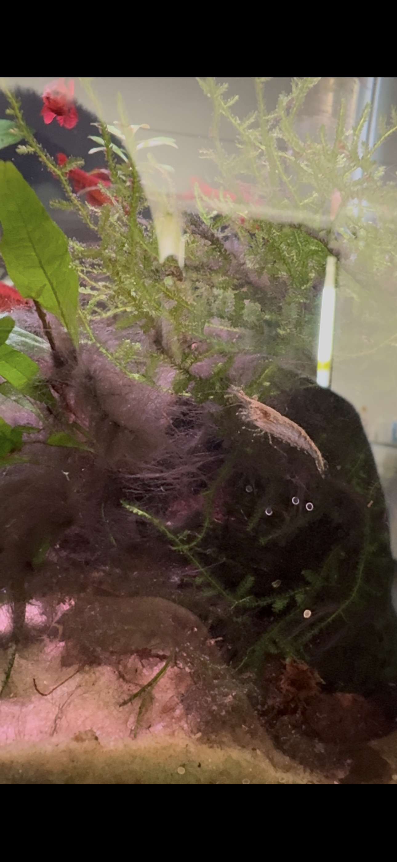 Amano shrimp eating softened red BBA after Excel treatment