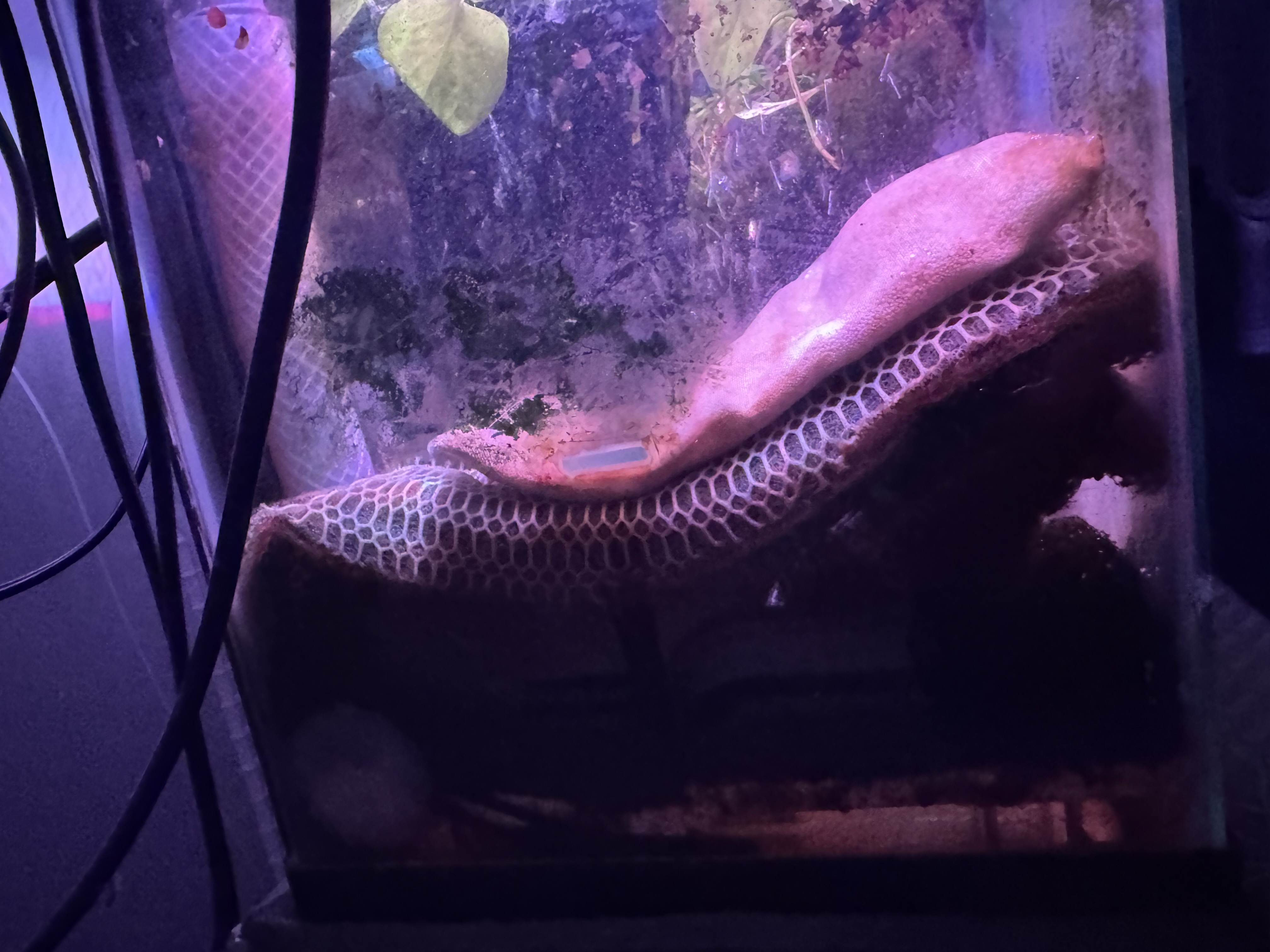 Purigen sump placement thumbnail